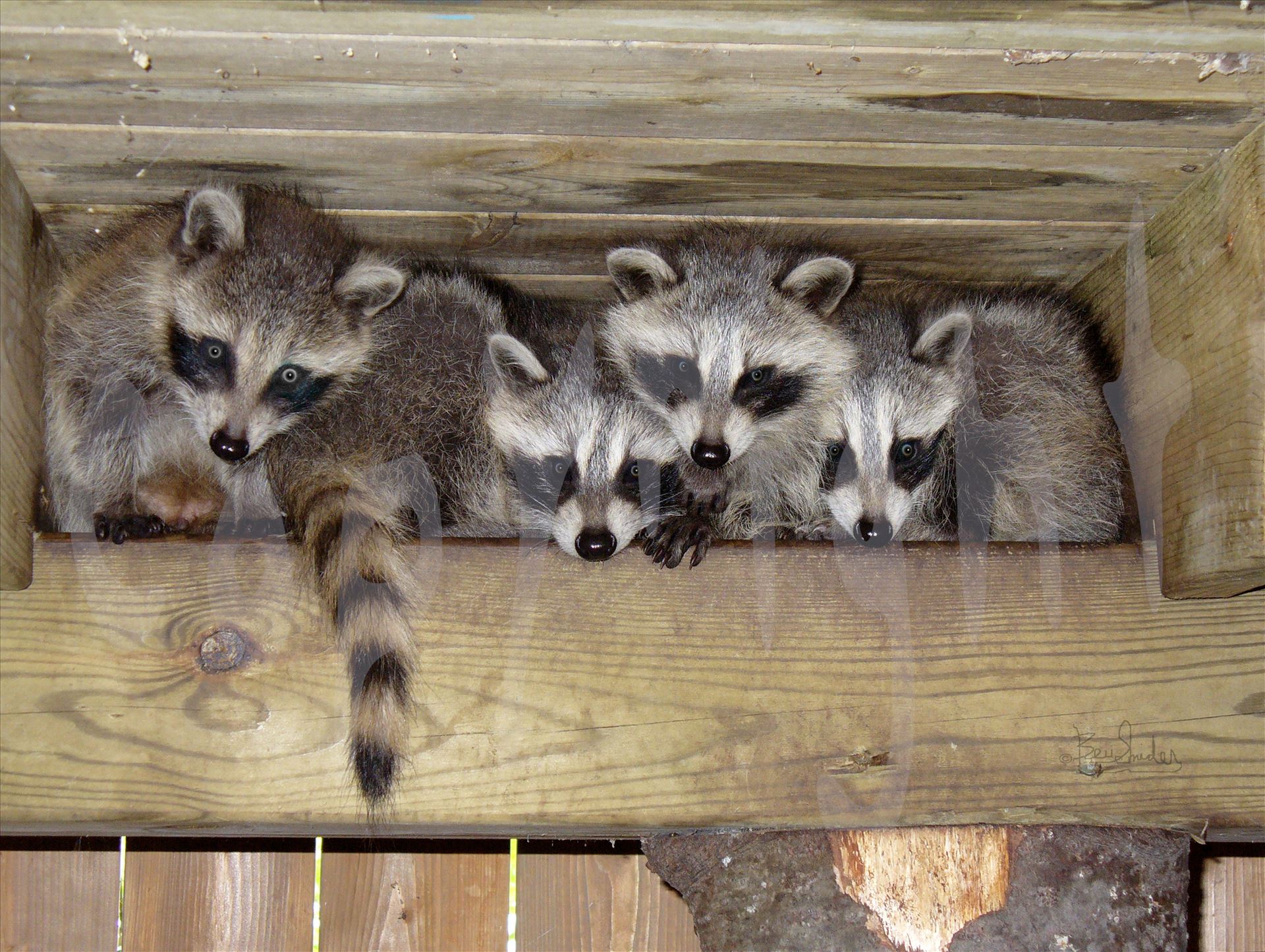 Raccoons in the Rafters P1170134.jpg - A bunch of masked mischievous raccoons in the rafters by Snookies Place of Wildlife and Nature