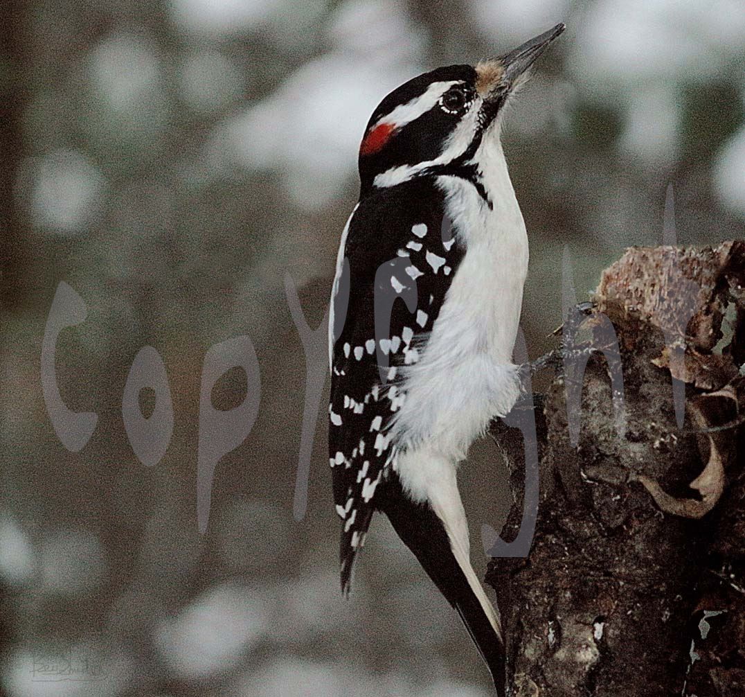 Male Hairy Woodpecker 4440 - A beautiful wild bright red headed male Hairy Woodpecker by Snookies Place of Wildlife and Nature