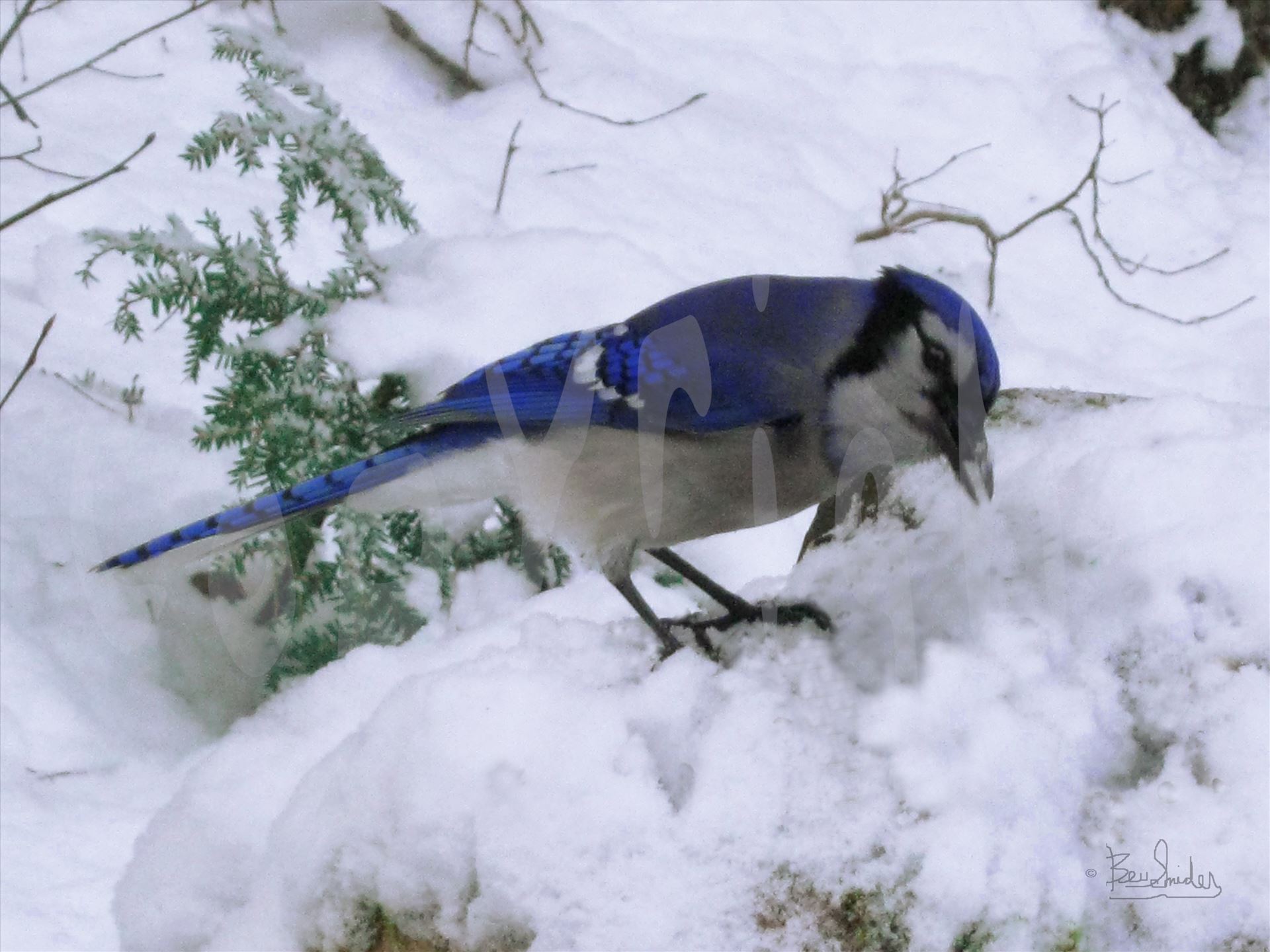 Blue Jay Wild  1398 - A vividly colored wild blue jay in winter snow by Snookies Place of Wildlife and Nature