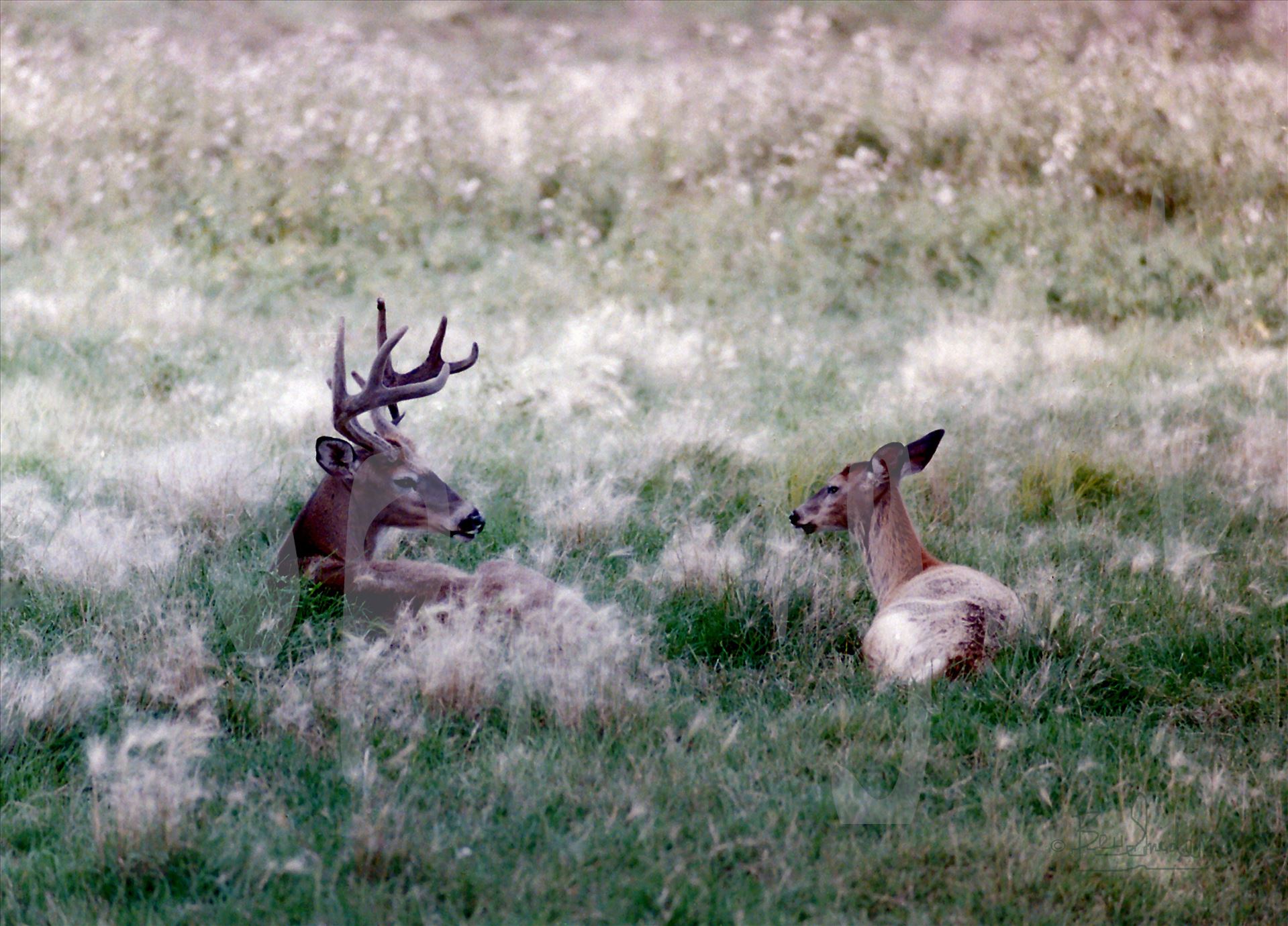 Buck and Doe 010 - Buck and Doe laying in shimmering tall white wild grasses by Snookies Place of Wildlife and Nature