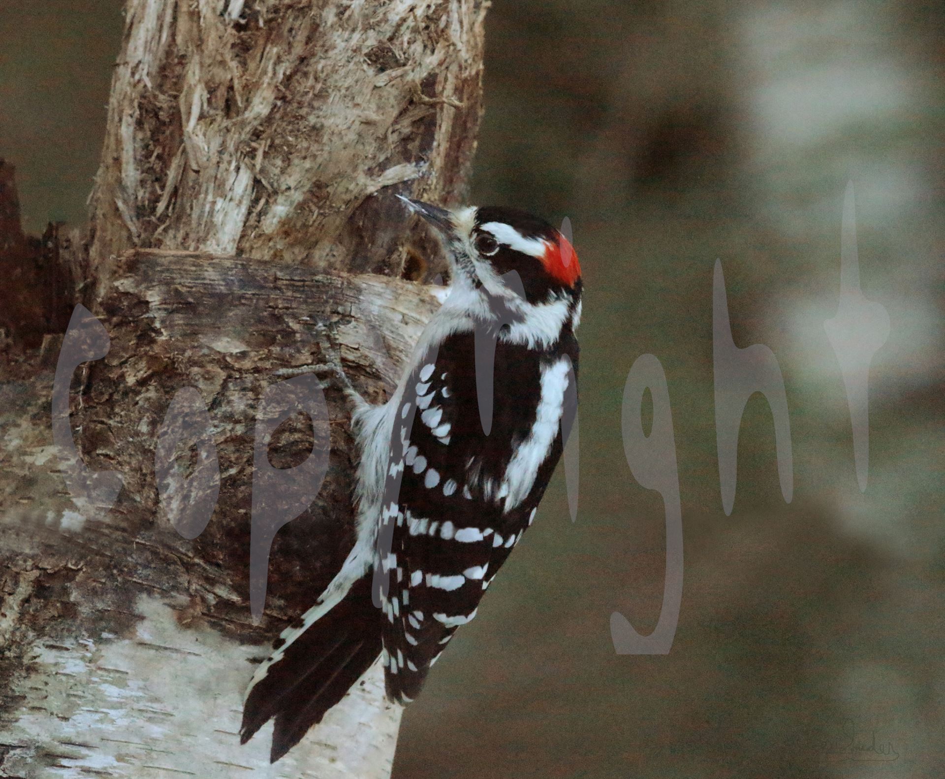 Male Downy 2452 - A male downy woodpecker sits on the side of a tree by Snookies Place of Wildlife and Nature