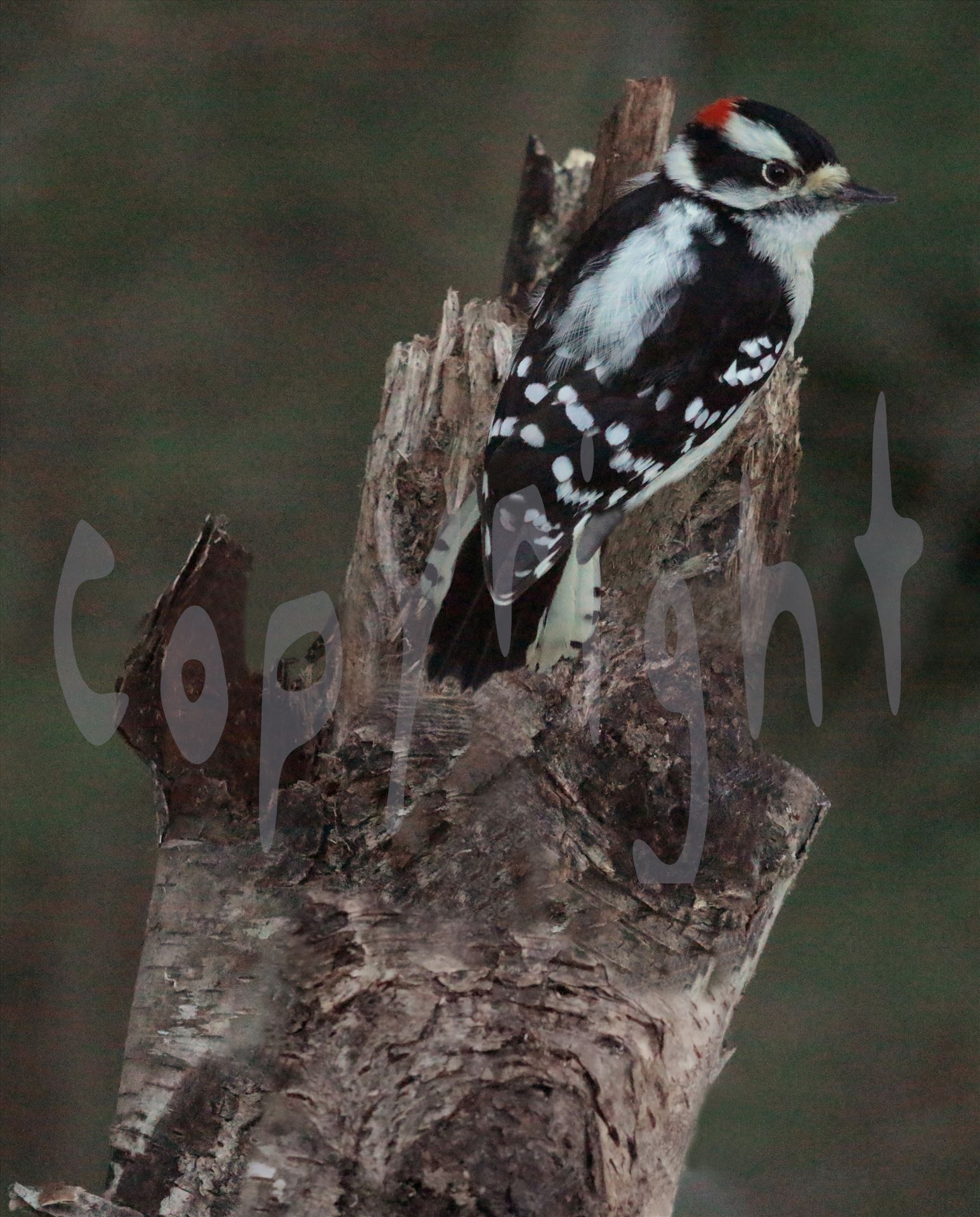 Male Downy 2433 - A male downy woodpecker sits on the top of a tree by Snookies Place of Wildlife and Nature