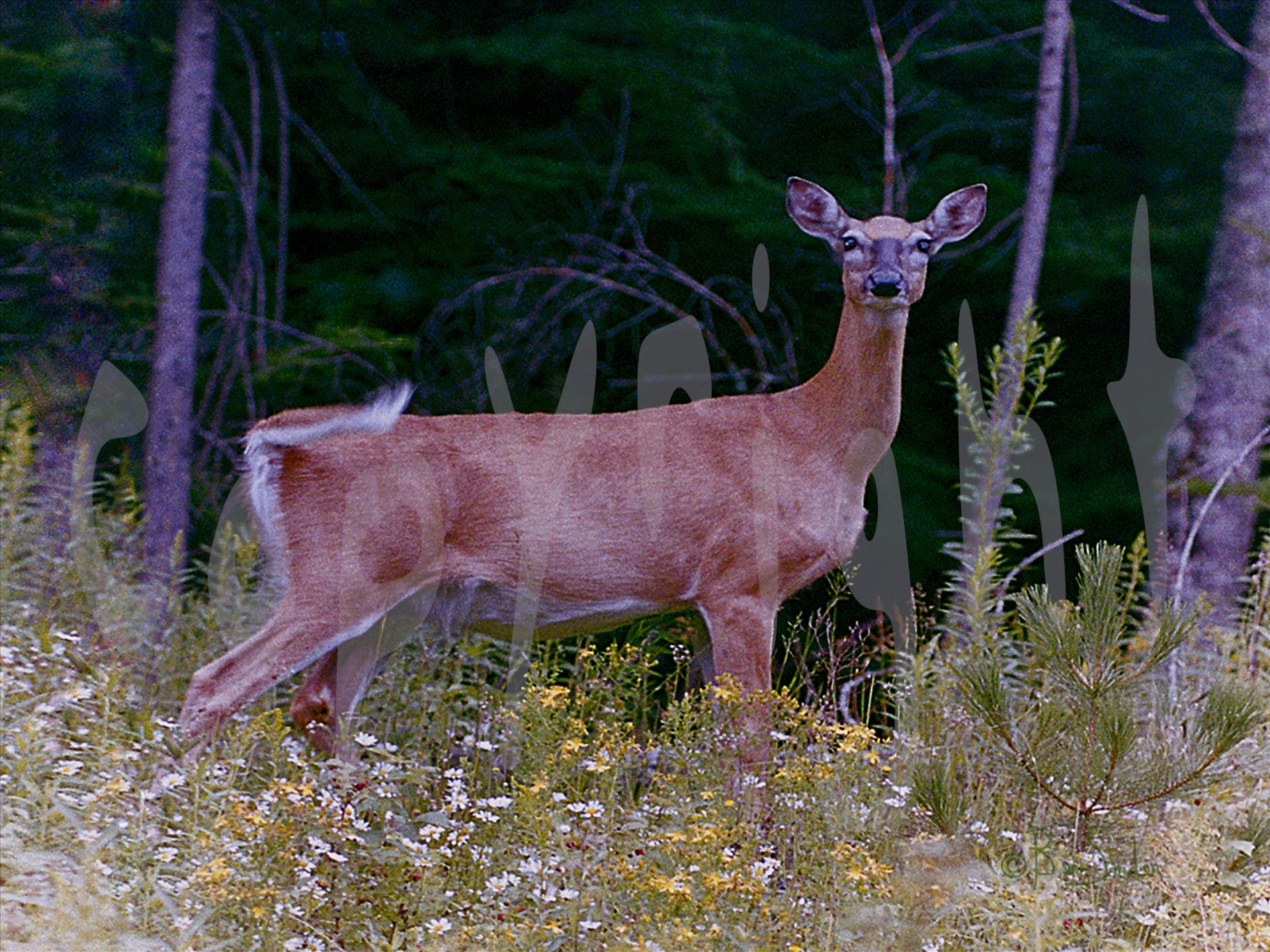 Deer 10 - A White tailed Deer surrounded by wildflowers gazes at the camera by Snookies Place of Wildlife and Nature