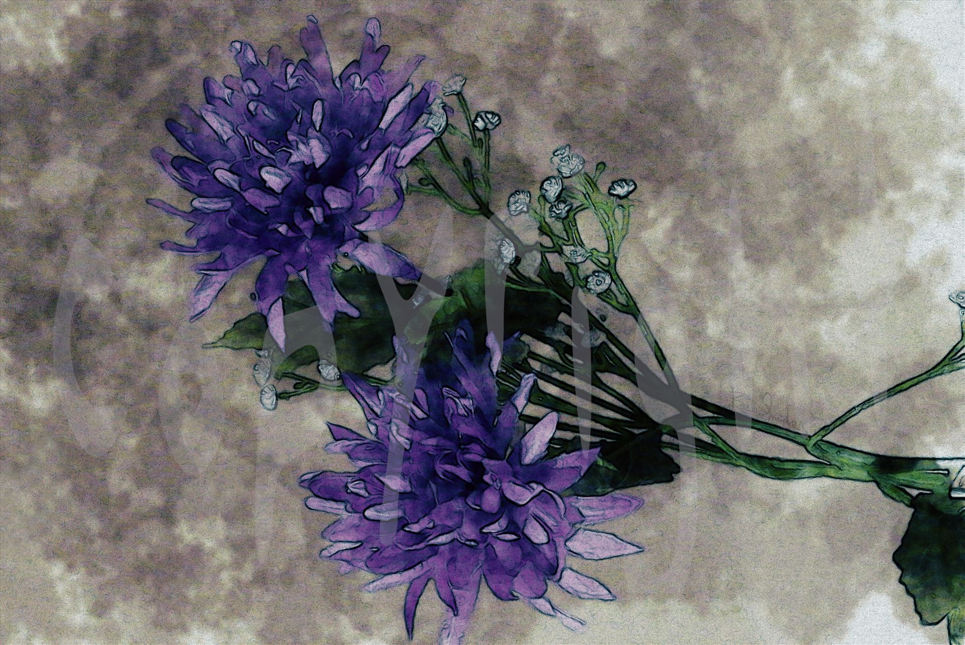Purple Chrysanthemum 5178 - Purple Chrysanthemums by Snookies Place of Wildlife and Nature