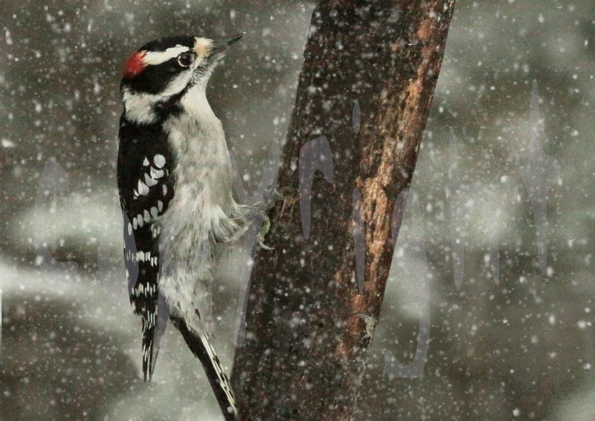 Male Downy 2171J - A male downy woodpecker in a snowfall by Snookies Place of Wildlife and Nature