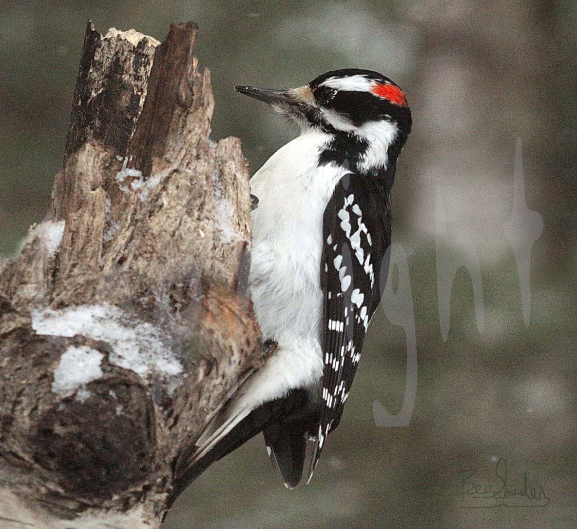 Male Hairy Woodpecker 2906 - A beautiful wild bright red headed male Hairy Woodpecker by Snookies Place of Wildlife and Nature