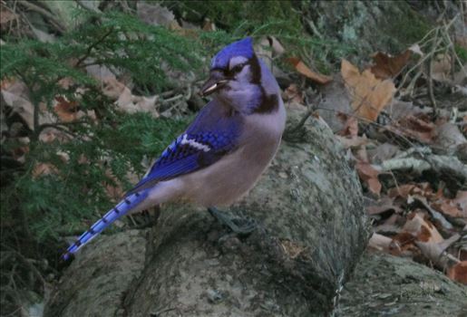Preview of Blue Jay Wild 0480