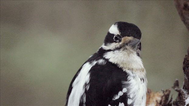 A close up shot of a Female Hairy Woodpecker Looking right at you