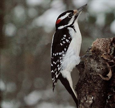 Male Hairy Woodpecker 4440 - A beautiful wild bright red headed male Hairy Woodpecker