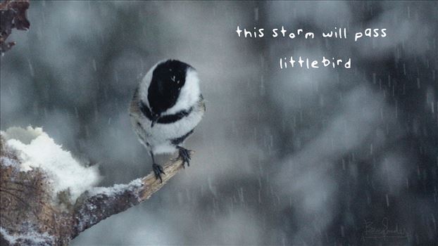 A little wild chickadee sits in a storm waiting for it to pass