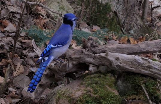 A vividly colored wild blue jay on drift wood