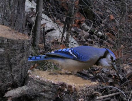 A vividly colored wild blue jay on tree trunk