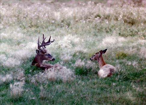 Buck and Doe 010 - Buck and Doe laying in shimmering tall white wild grasses