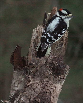 Male Downy 2433 - A male downy woodpecker sits on the top of a tree