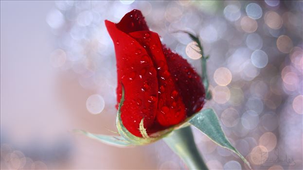 Single Red Rose with Bokeh