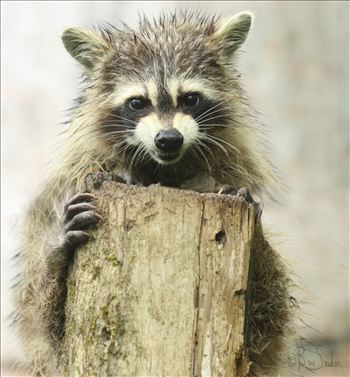 Raccoon 9462 - I am Feeling a Whole Lot of Crazy Today