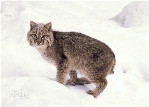 A Bobcat climbing a winter hill