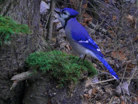 A vividly colored wild blue jay on green moss