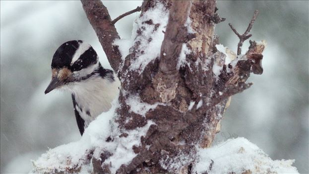 A shy Female Hairy Woodpecker Peeks around a Tree