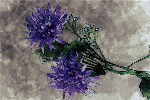 Preview of Purple Chrysanthemum 5178