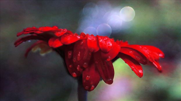 Red Daisy 1682r - Red Daisy Fine Art